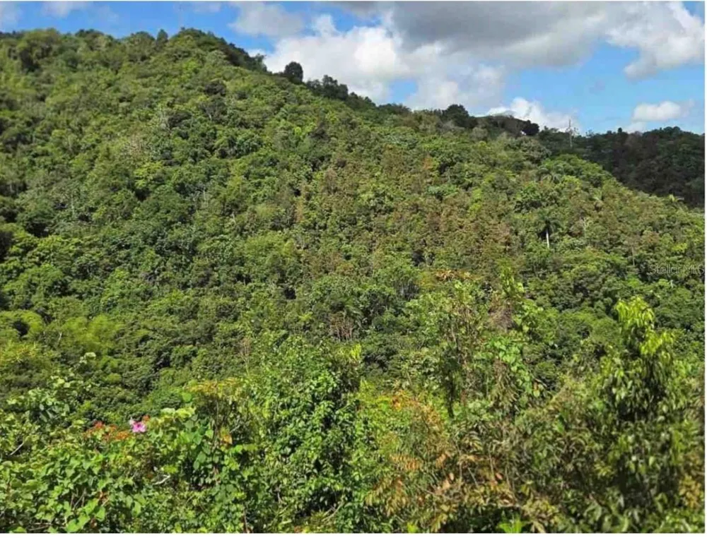 CARR 15 KM 21 Cayey, PR 00736