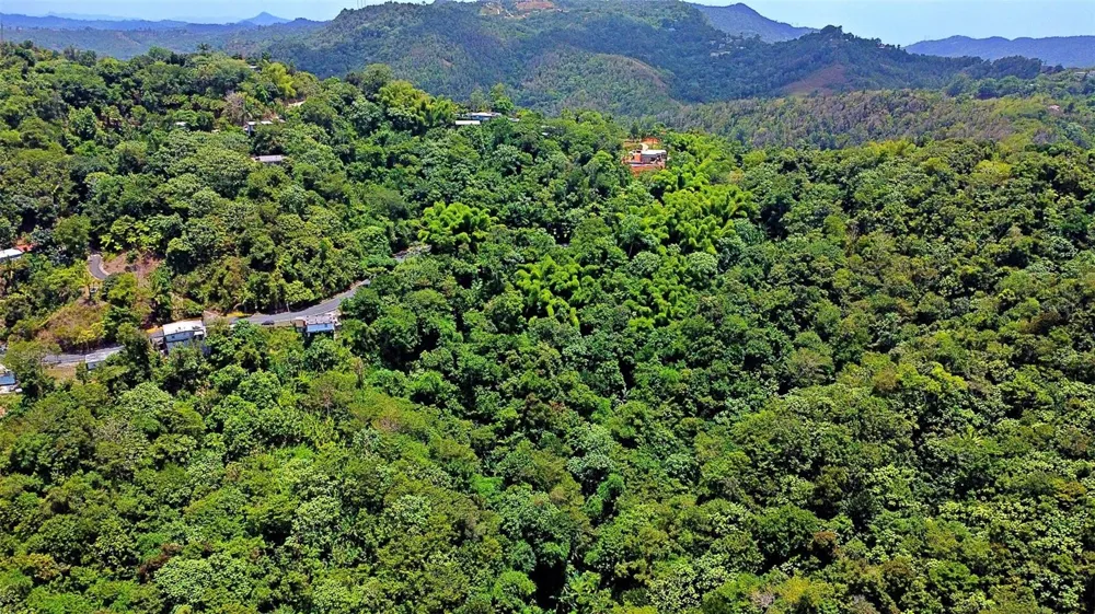 CARR 15 KM 21 Cayey, PR 00736