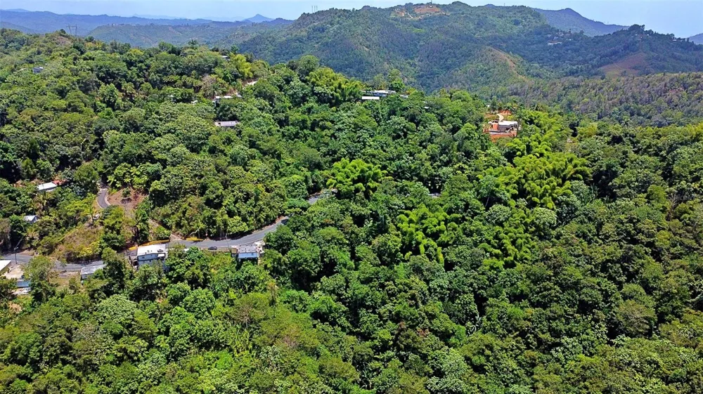 CARR 15 KM 21 Cayey, PR 00736