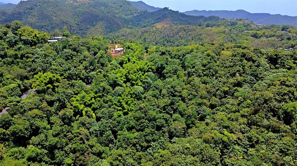 CARR 15 KM 21 Cayey, PR 00736