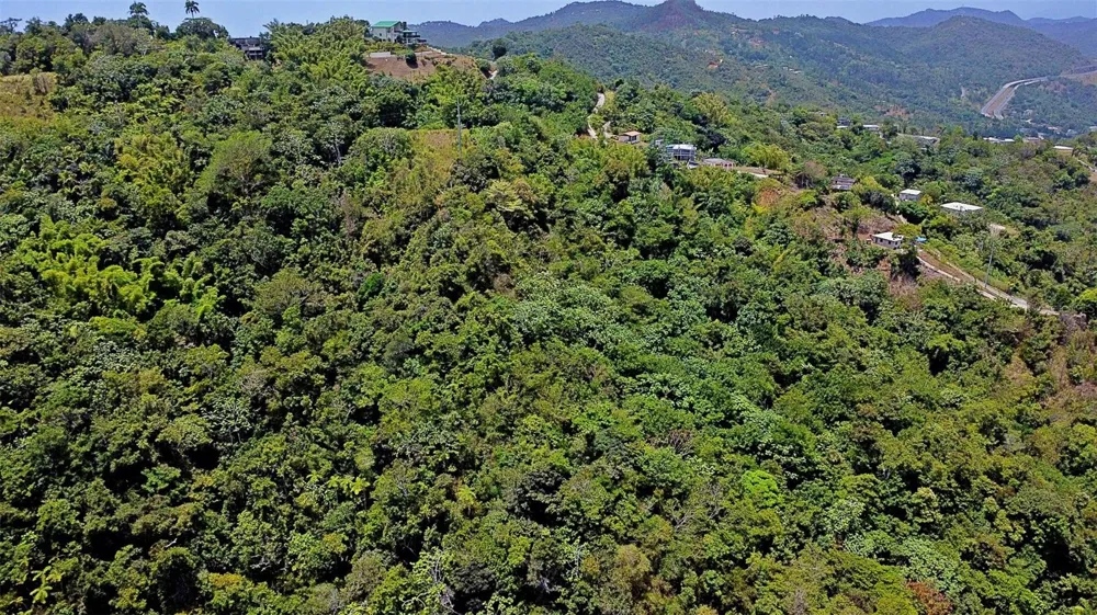 CARR 15 KM 21 Cayey, PR 00736