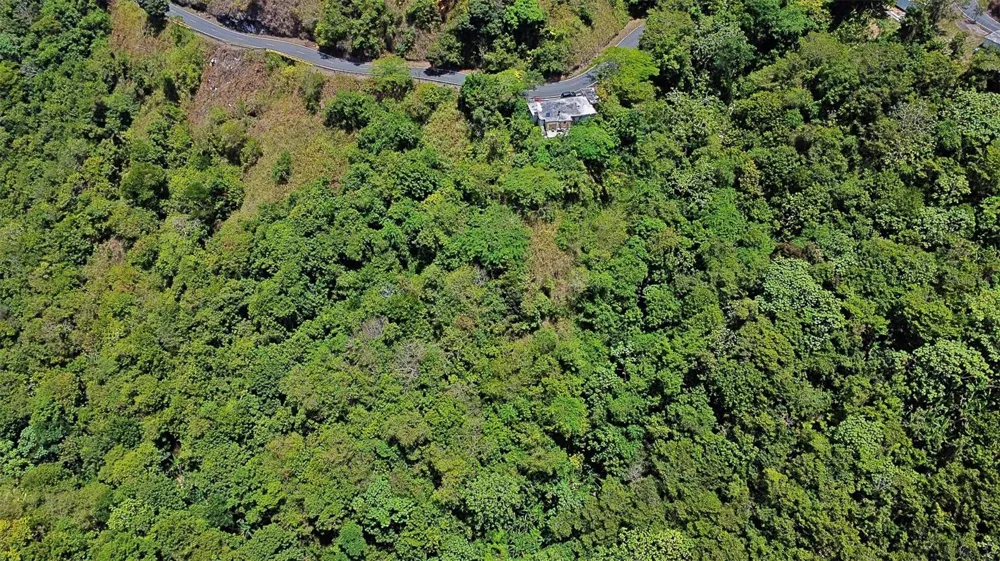 CARR 15 KM 21 Cayey, PR 00736