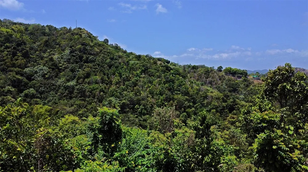 CARR 15 KM 21 Cayey, PR 00736