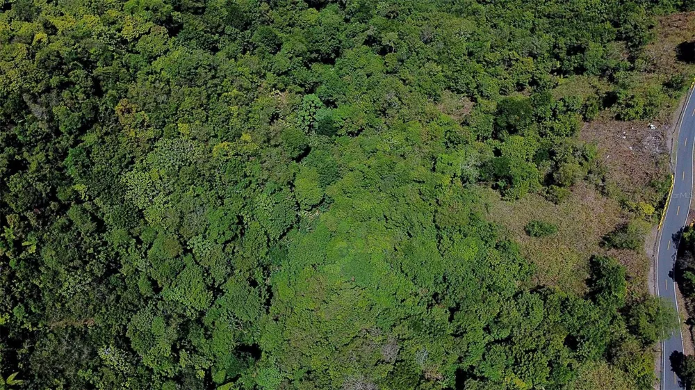 CARR 15 KM 21 Cayey, PR 00736