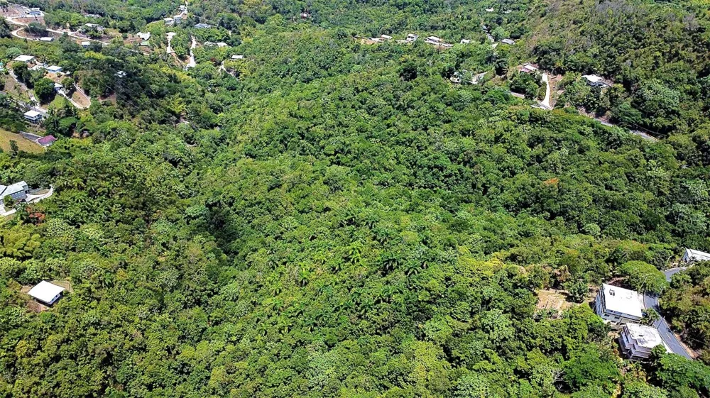 CARR 15 KM 21 Cayey, PR 00736