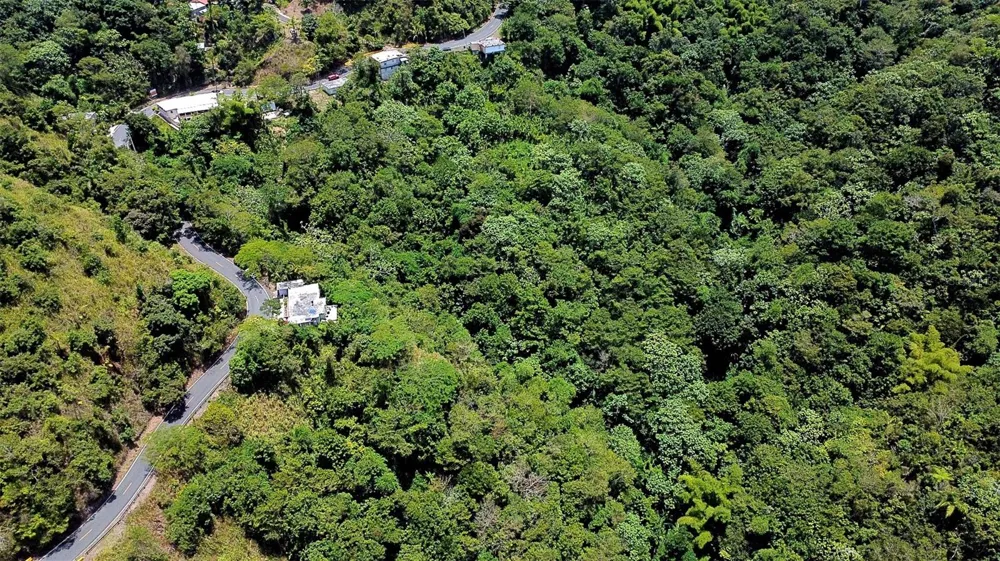 CARR 15 KM 21 Cayey, PR 00736