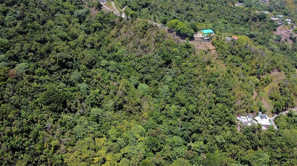 CARR 15 KM 21 Cayey, PR 00736