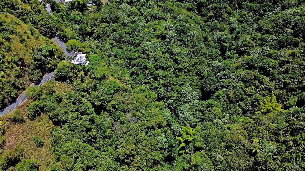 CARR 15 KM 21 Cayey, PR 00736