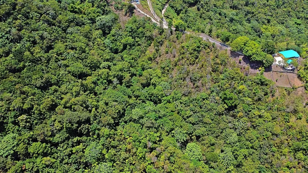 CARR 15 KM 21 Cayey, PR 00736