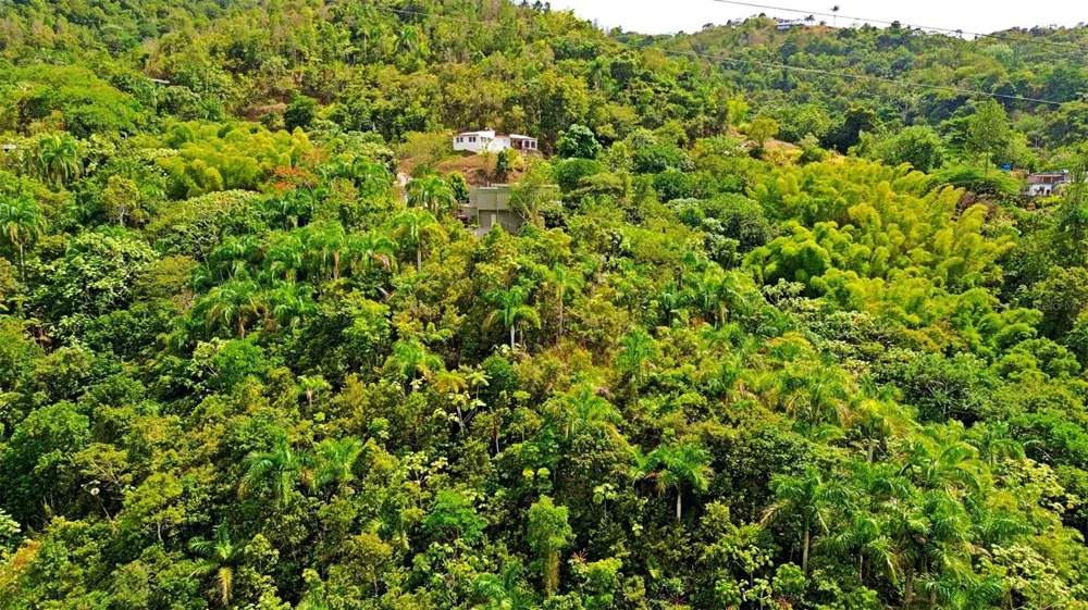 CARR 15 KM 21 Cayey, PR 00736
