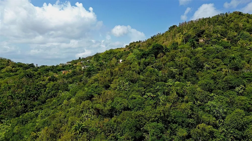 CARR 15 KM 21 Cayey, PR 00736