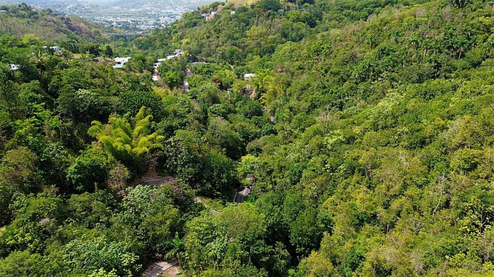 CARR 15 KM 21 Cayey, PR 00736
