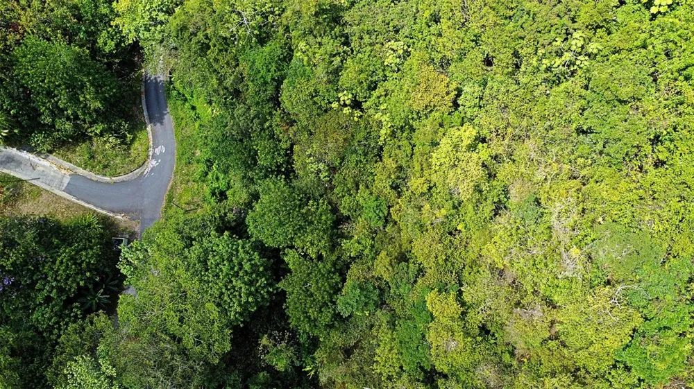 CARR 15 KM 21 Cayey, PR 00736