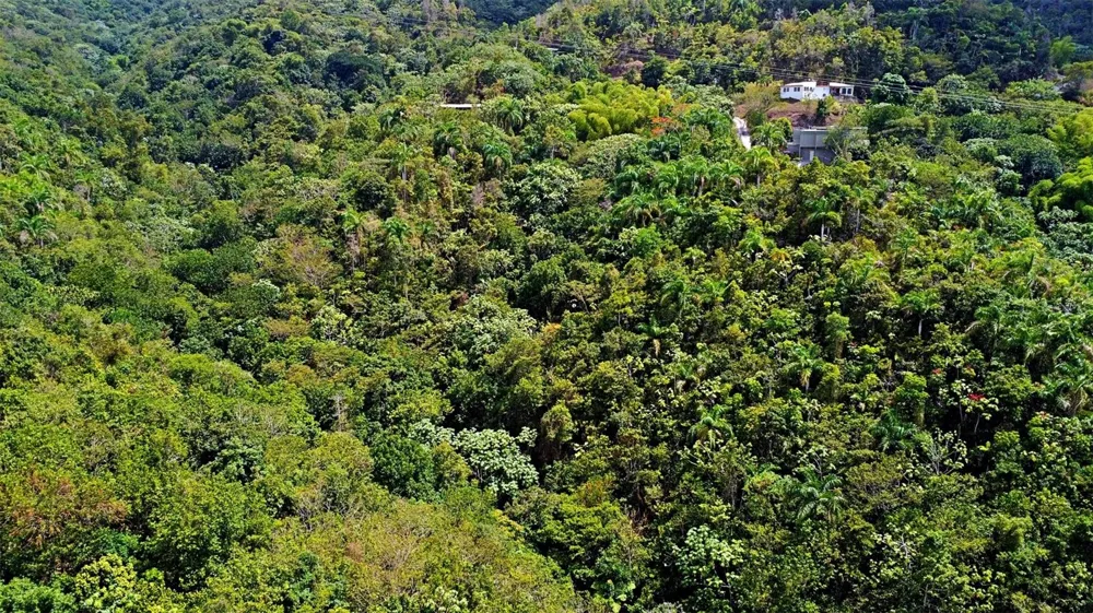 CARR 15 KM 21 Cayey, PR 00736
