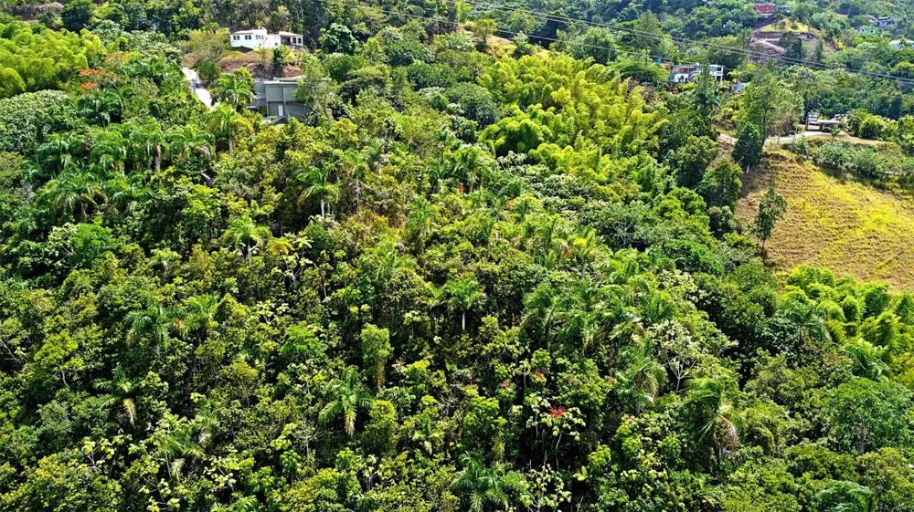 CARR 15 KM 21 Cayey, PR 00736