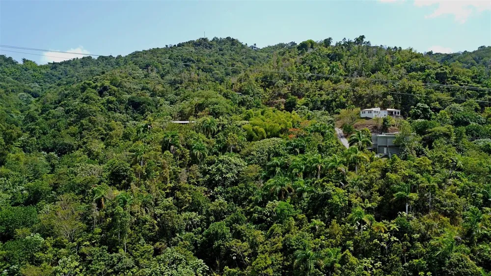 CARR 15 KM 21 Cayey, PR 00736