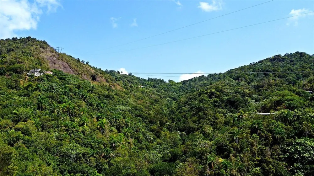 CARR 15 KM 21 Cayey, PR 00736