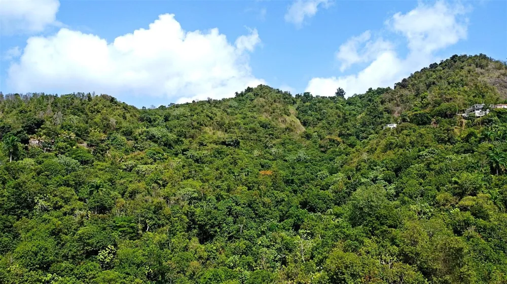 CARR 15 KM 21 Cayey, PR 00736