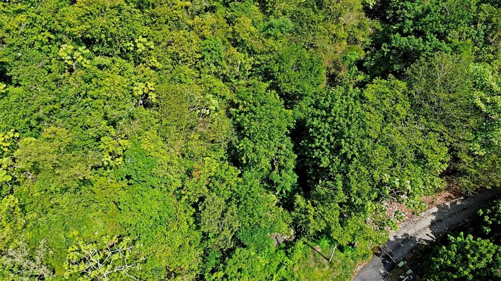 CARR 15 KM 21 Cayey, PR 00736