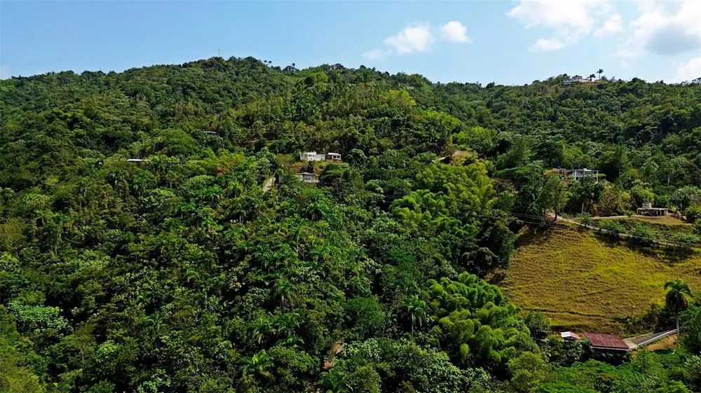CARR 15 KM 21 Cayey, PR 00736