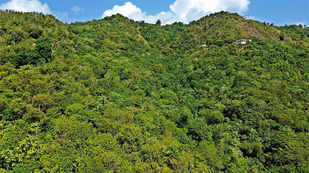 CARR 15 KM 21 Cayey, PR 00736