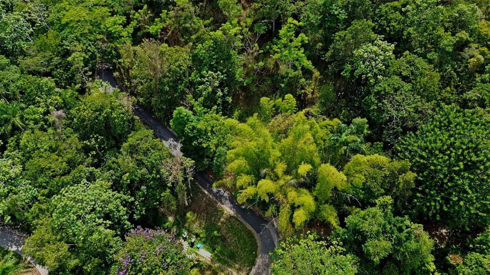 CARR 15 KM 21 Cayey, PR 00736