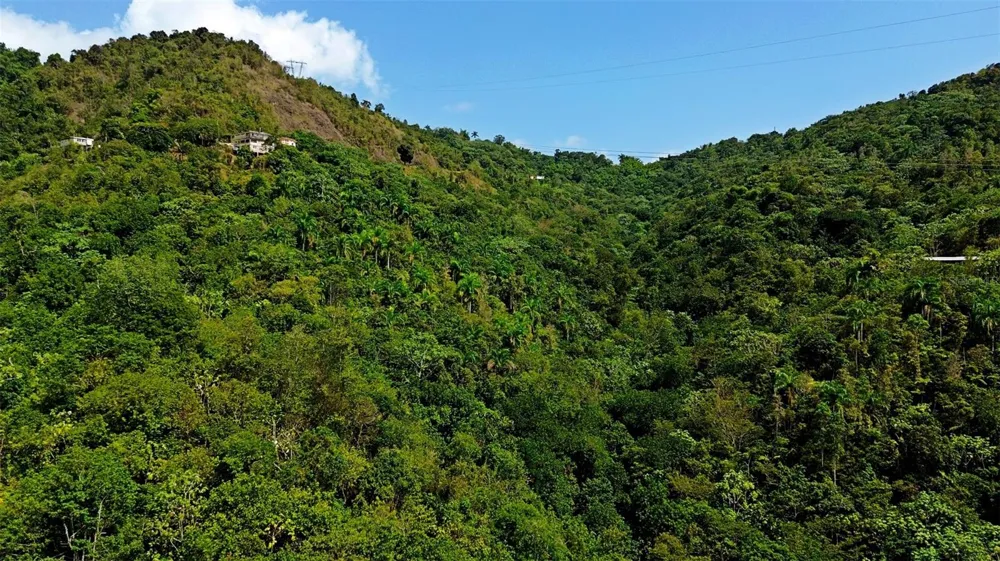 CARR 15 KM 21 Cayey, PR 00736