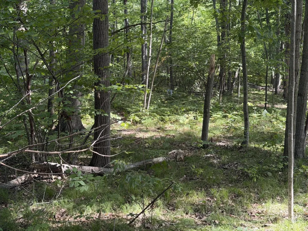 7785 Arrowhead Drive Sherman Township, MI 48893