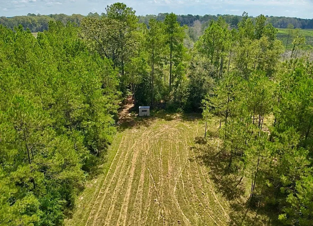 81363 George Sanner Rd Village Mills, TX 77663