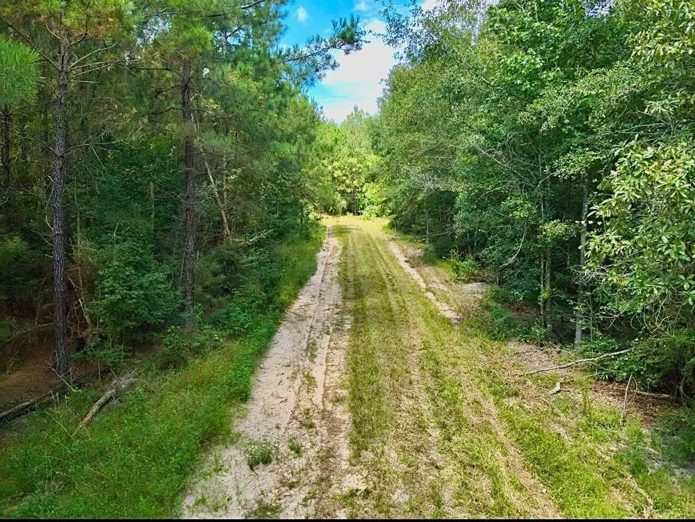 81363 George Sanner Rd Village Mills, TX 77663