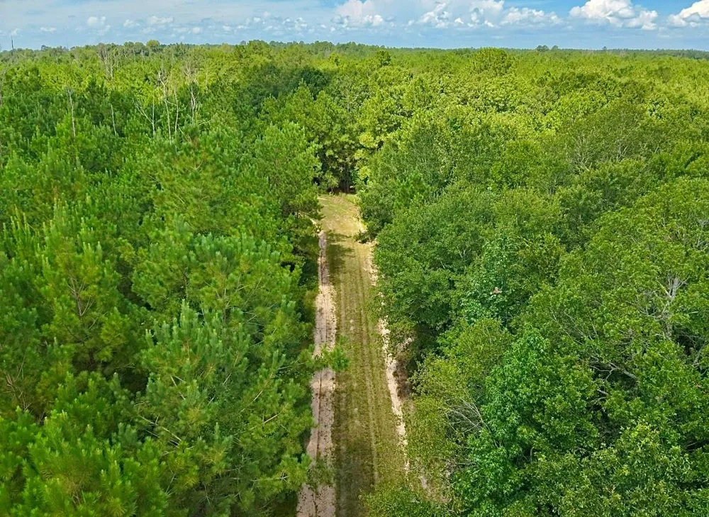 81363 George Sanner Rd Village Mills, TX 77663