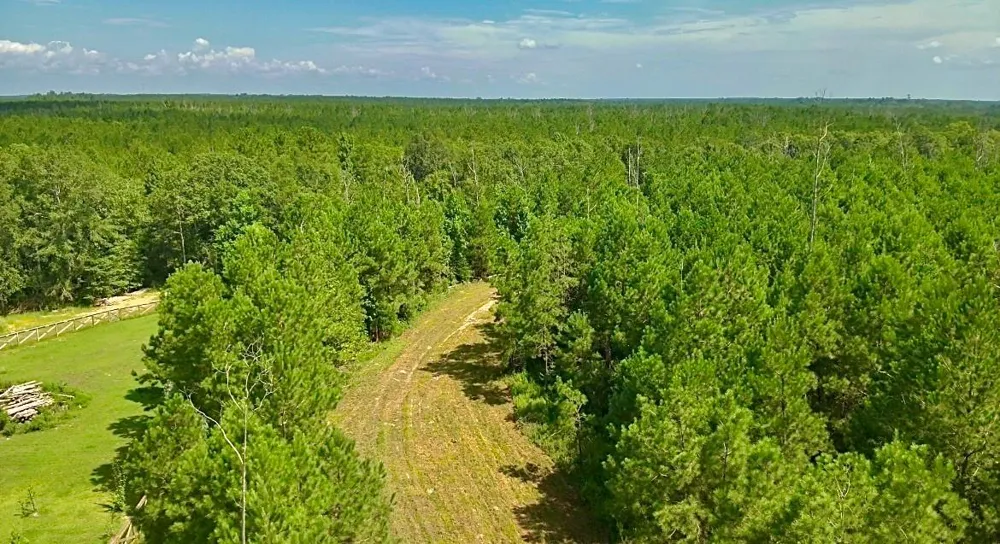 81363 George Sanner Rd Village Mills, TX 77663
