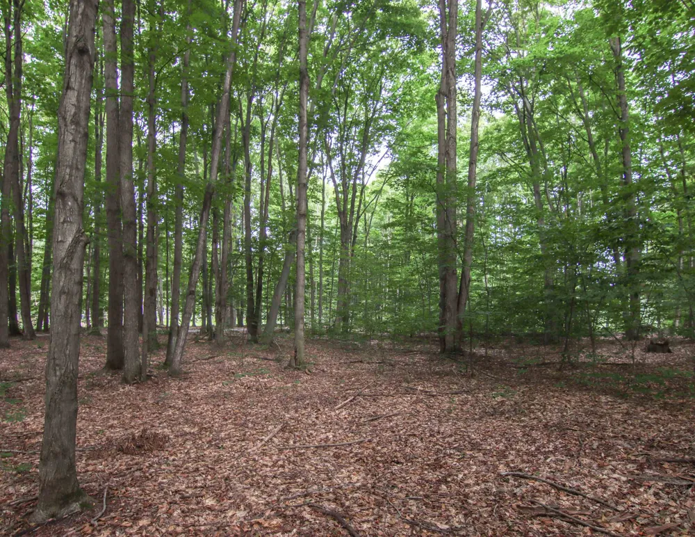 Mountain Woods Court Weldon Township, MI 49683
