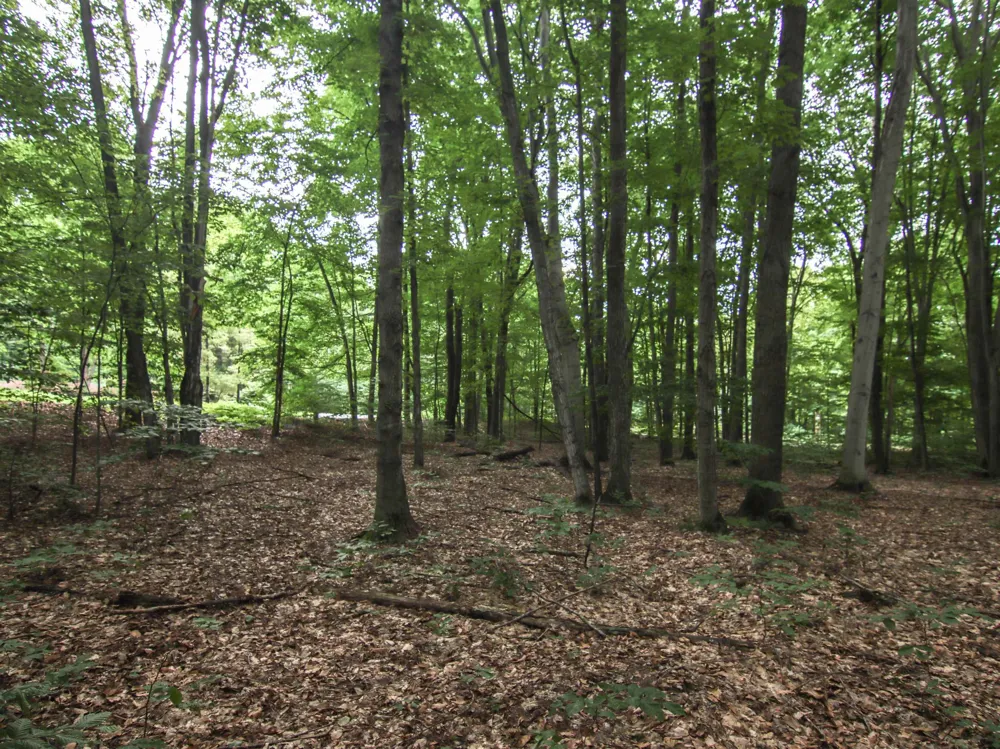 Mountain Woods Court Weldon Township, MI 49683