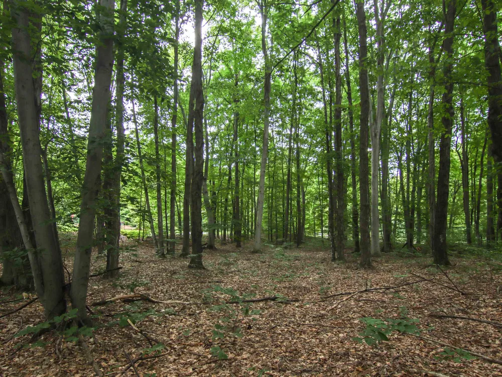 Mountain Woods Court Weldon Township, MI 49683