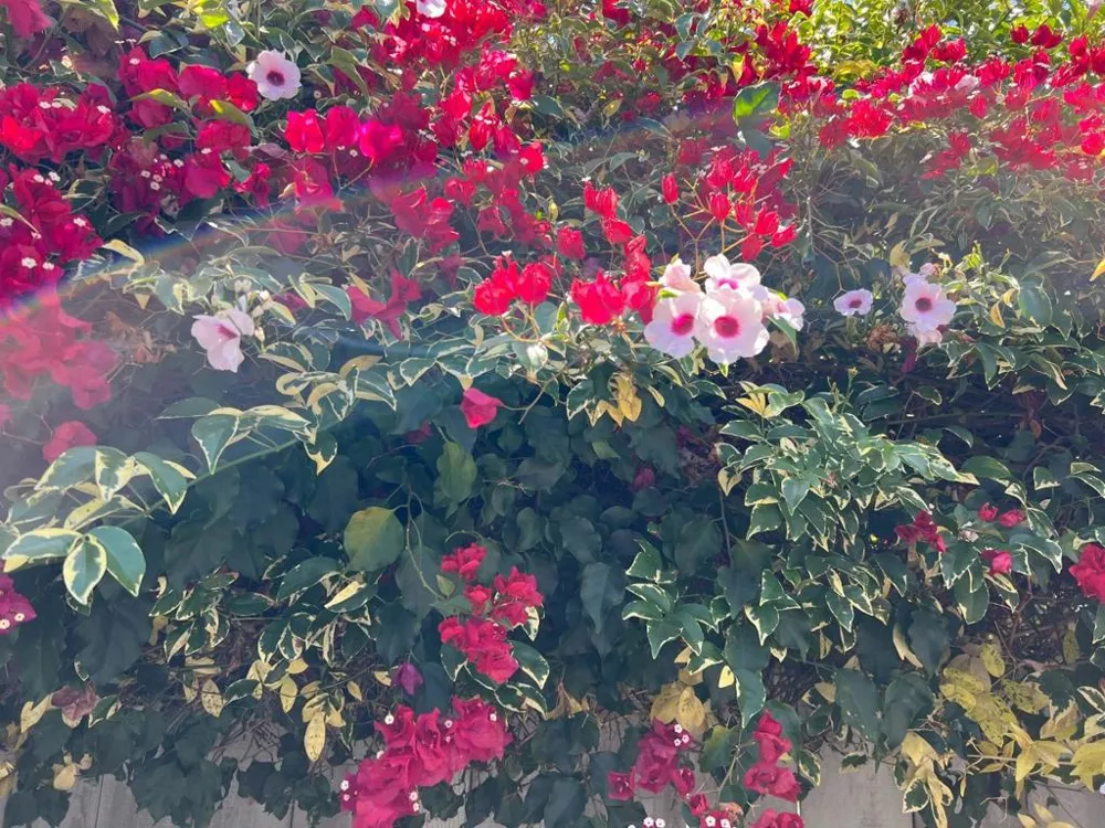 3 Bay San Mateo, CA 94401