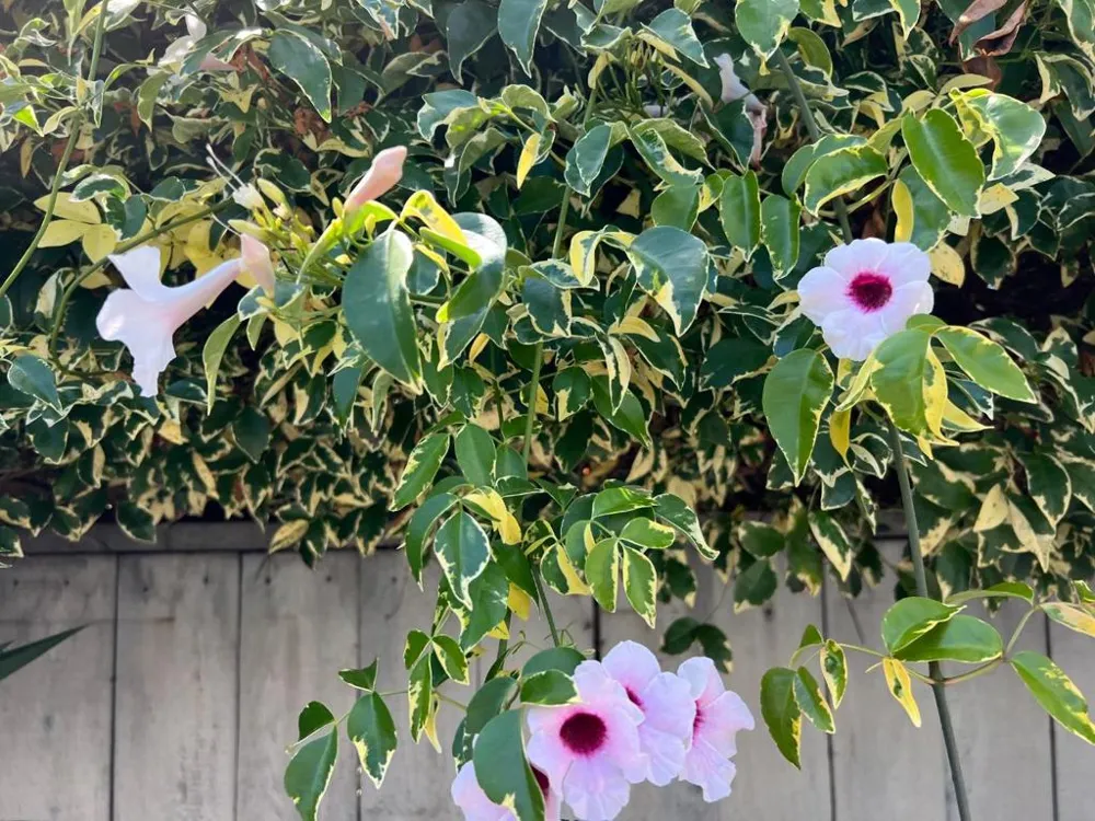 3 Bay San Mateo, CA 94401