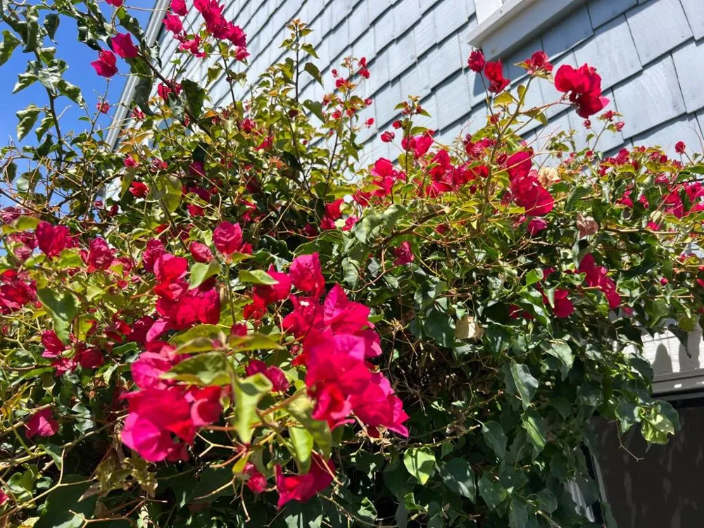 3 Bay San Mateo, CA 94401