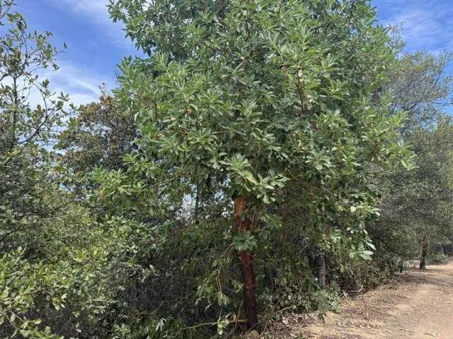 36000 Mt Madonna Road Morgan Hill, CA 95037