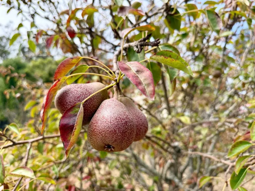 978 Palma Street El Granada, CA 94018