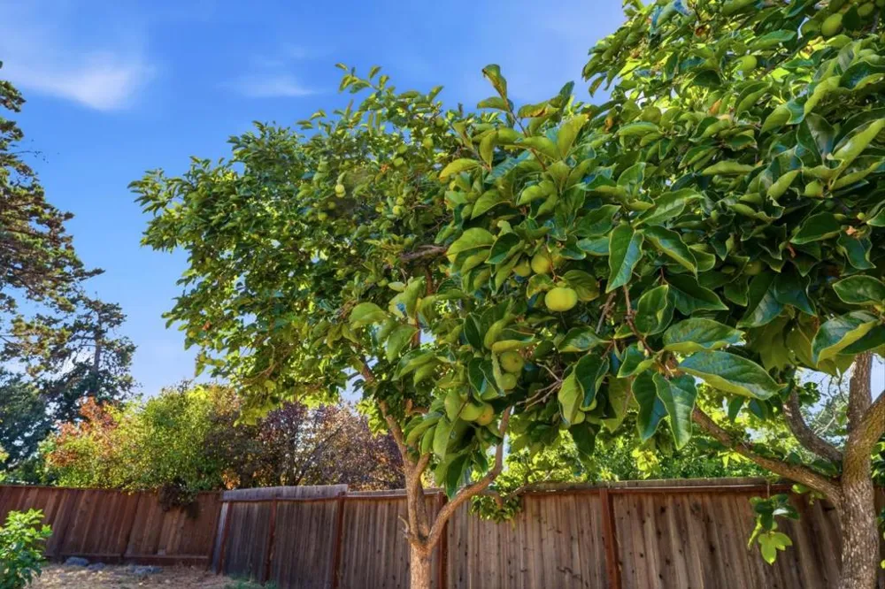 16 Clarence Court East Palo Alto, CA 94303