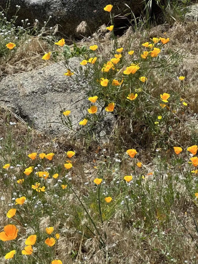 25770 E GRADE ROAD Santa Ysabel, CA 92070