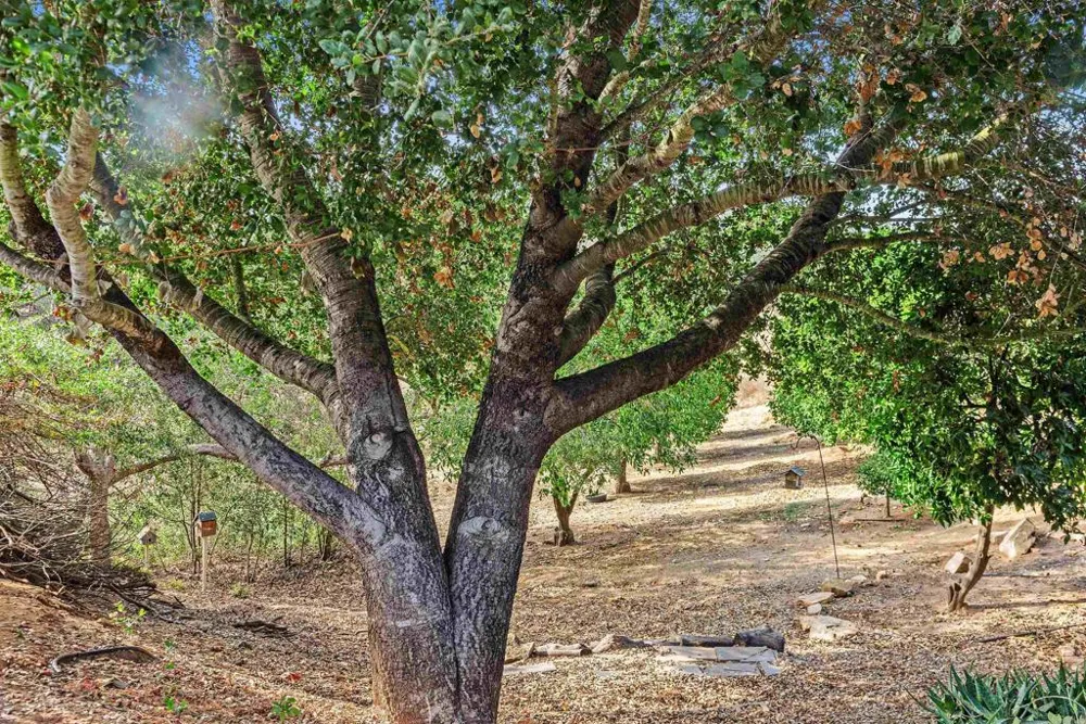 12711 Big Bend Way Valley Center, CA 92082