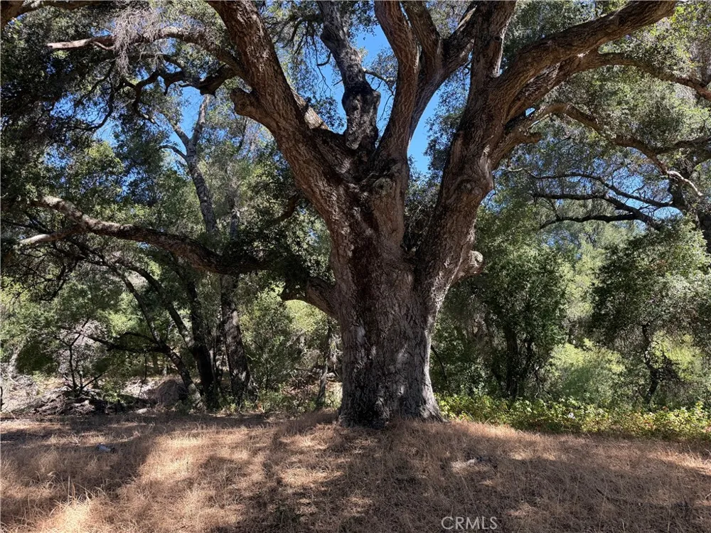 36000 Tenaja Truck Trail Ortega Mountain, CA 92530