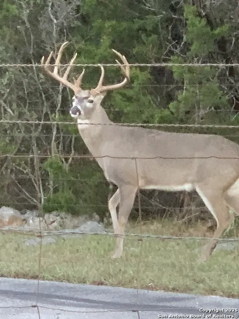 29746 Fm 3009 New Braunfels, TX 78132