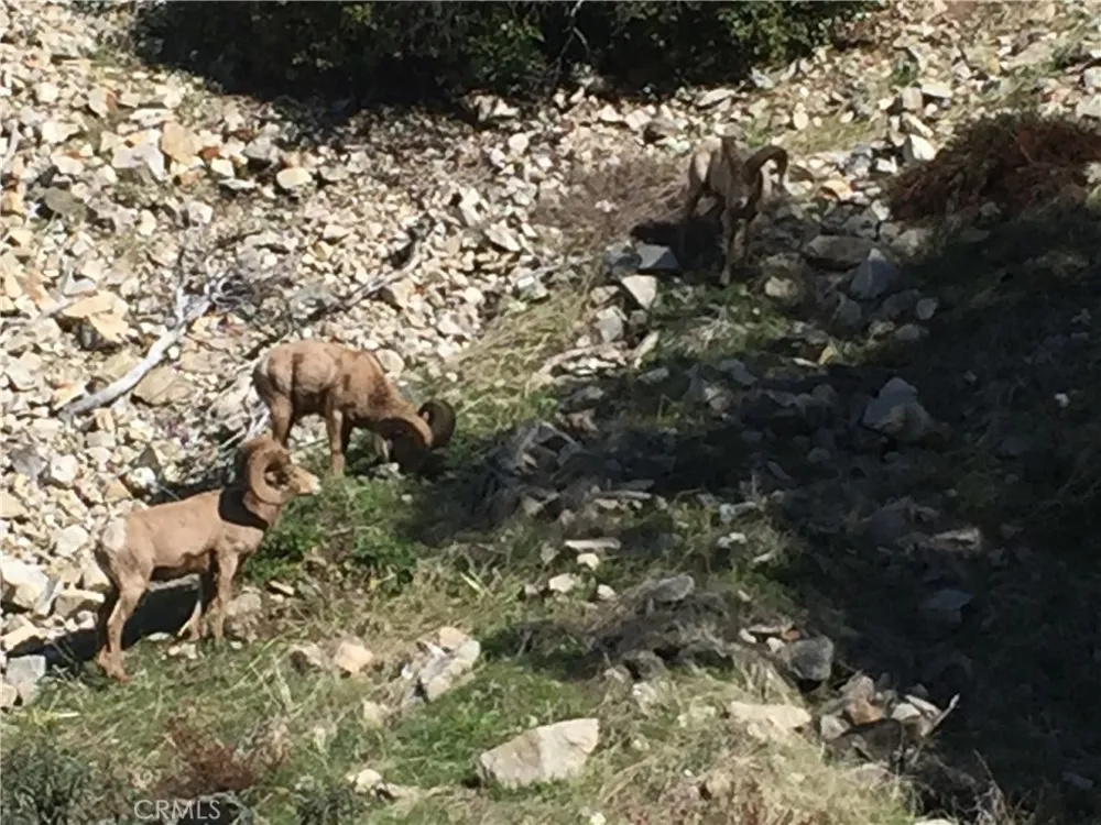 9112 Torrey Pines Road Forest Falls, CA 92339
