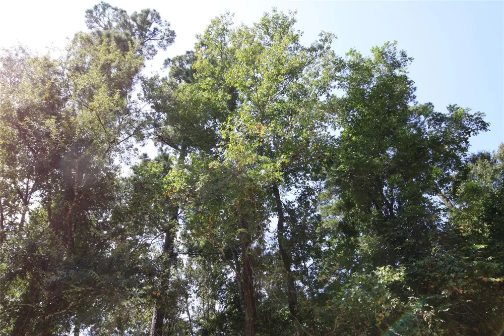 Garcia Road Batson, TX 77519