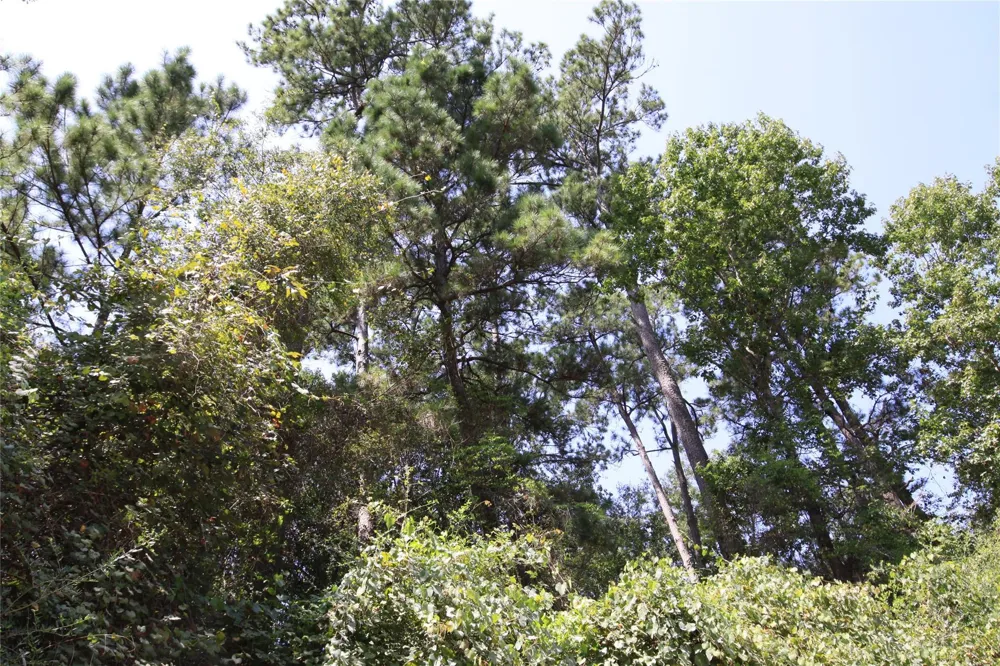 Garcia Road Batson, TX 77519