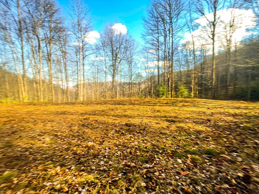 Wild Turkey Drive Sylva, NC 28779