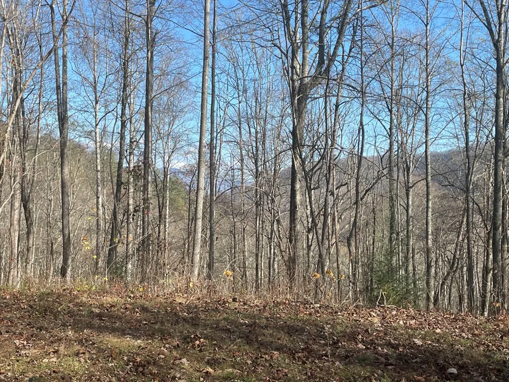 Wild Turkey Drive Sylva, NC 28779
